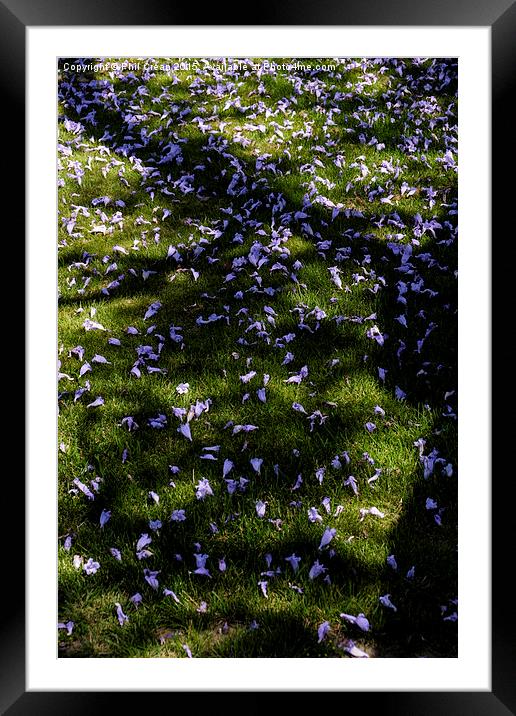  Jacaranda petals on grass, Tenerife Framed Mounted Print by Phil Crean