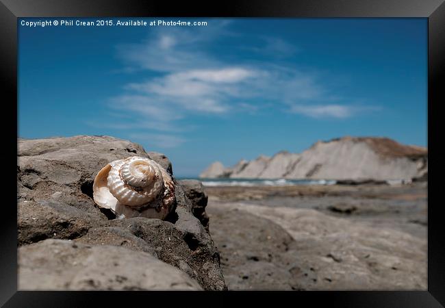  Shiny spiral shell, Cape Kidnappers, New Zealand Framed Print by Phil Crean