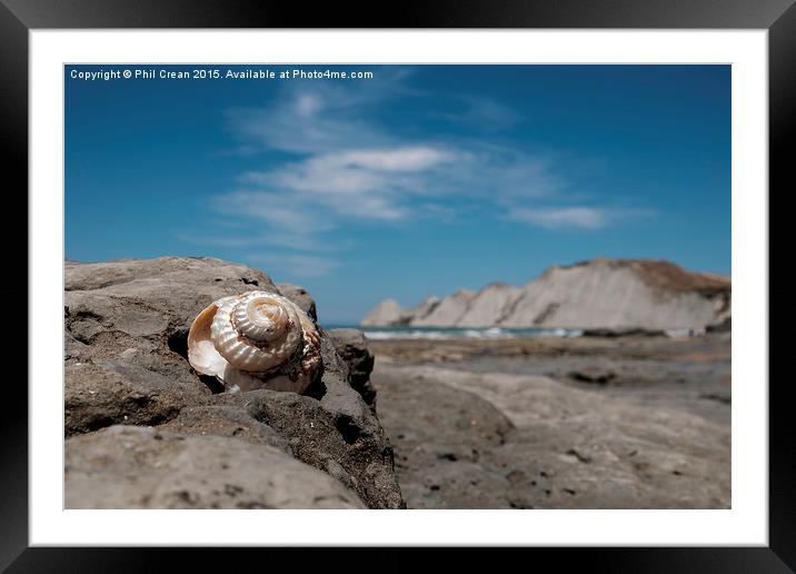  Shiny spiral shell, Cape Kidnappers, New Zealand Framed Mounted Print by Phil Crean