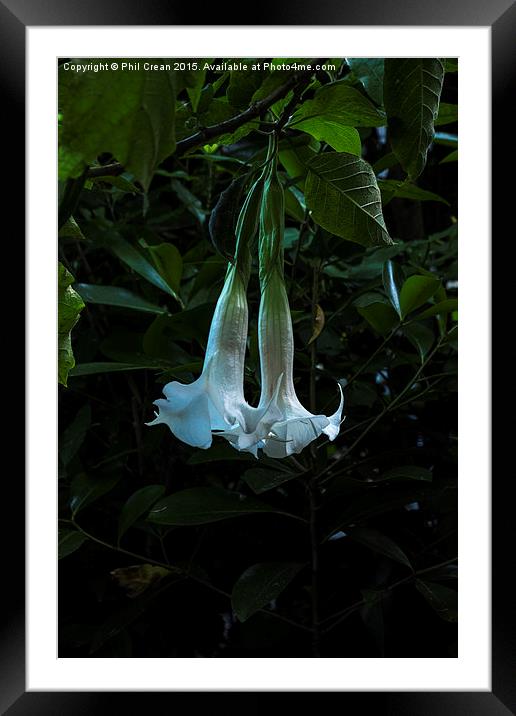 Bell flower, hanging flowers, New Zealand Framed Mounted Print by Phil Crean