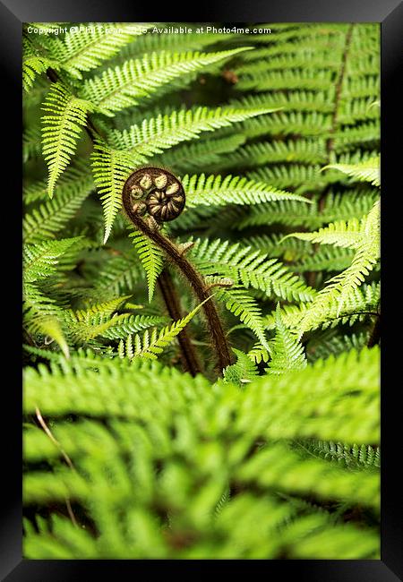  Crozier fern leaf uncurling, New Zealand Framed Print by Phil Crean