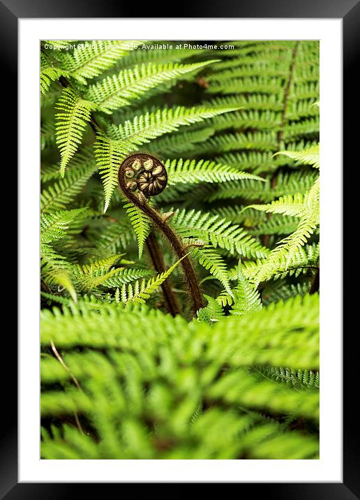  Crozier fern leaf uncurling, New Zealand Framed Mounted Print by Phil Crean