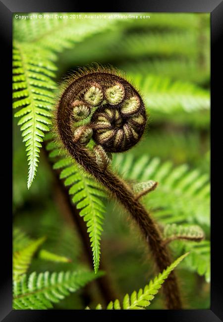   Crozier fern leaf uncurling Framed Print by Phil Crean