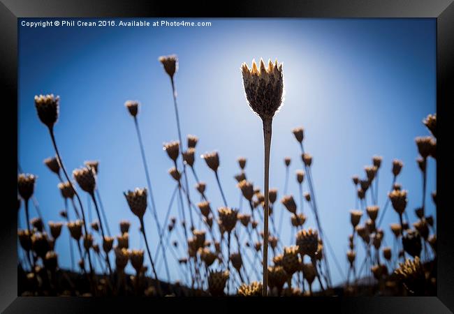 Invasion of the seed pods!  Framed Print by Phil Crean