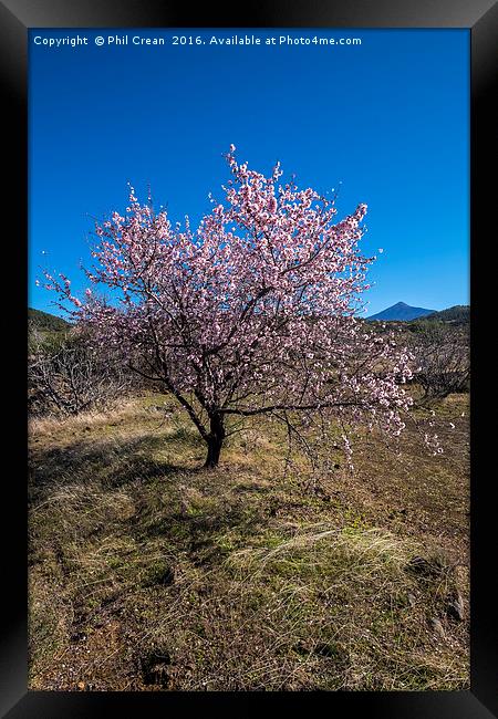 Almond blossom. Framed Print by Phil Crean