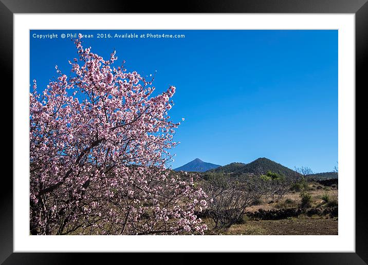 Almond blossom. Framed Mounted Print by Phil Crean