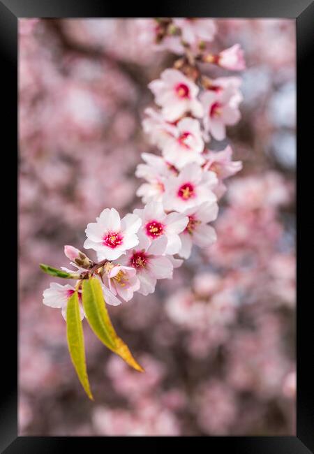 Almond blossom Framed Print by Phil Crean
