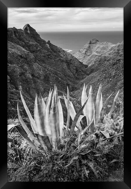 Black and white Agave cactus Framed Print by Phil Crean