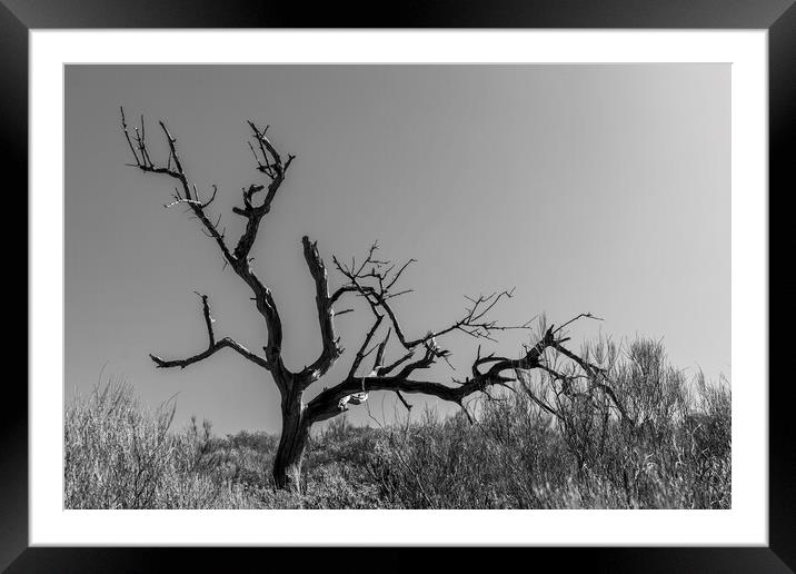 Dead tree Framed Mounted Print by Phil Crean