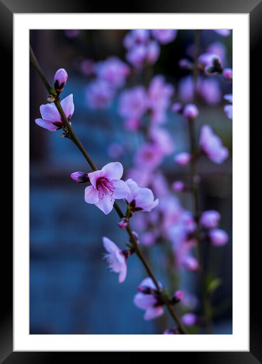 Pink almond flower Framed Mounted Print by Phil Crean