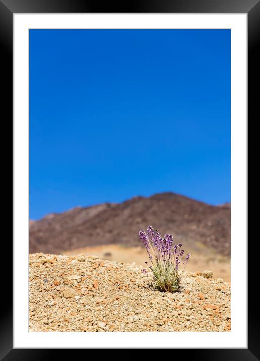 Canarian wallflower Framed Mounted Print by Phil Crean