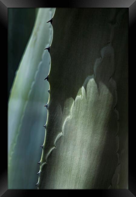 Agave cactus thorns Framed Print by Phil Crean