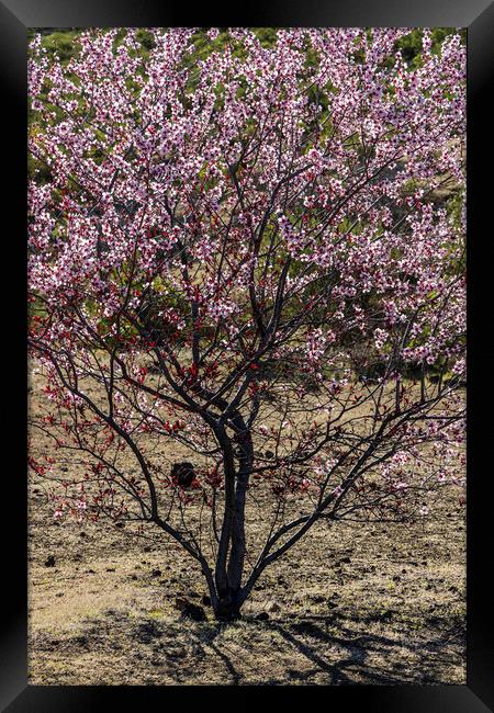 Pink almond blossom, Tenerife Framed Print by Phil Crean