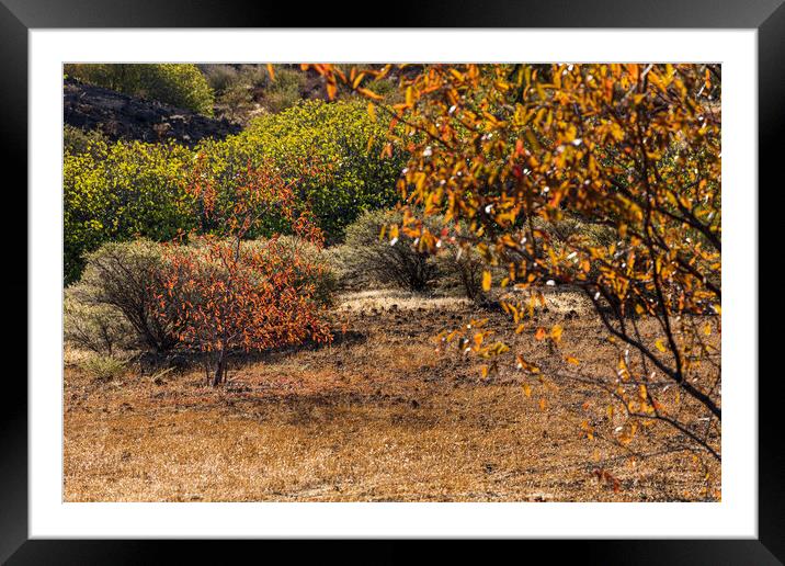 Almond trees in Autumn, Tenerife Framed Mounted Print by Phil Crean
