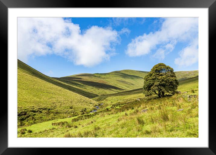 Galtee mountains tree, County Limerick, Ireland Framed Mounted Print by Phil Crean