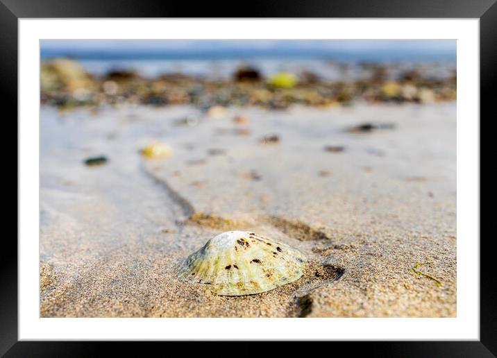 Limpet shell, Old head beach, Louisburgh, Mayo Ireland Framed Mounted Print by Phil Crean