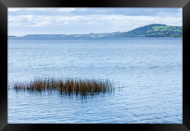 Reeds in Lough Derg, County Clare, Ireland Framed Print by Phil Crean