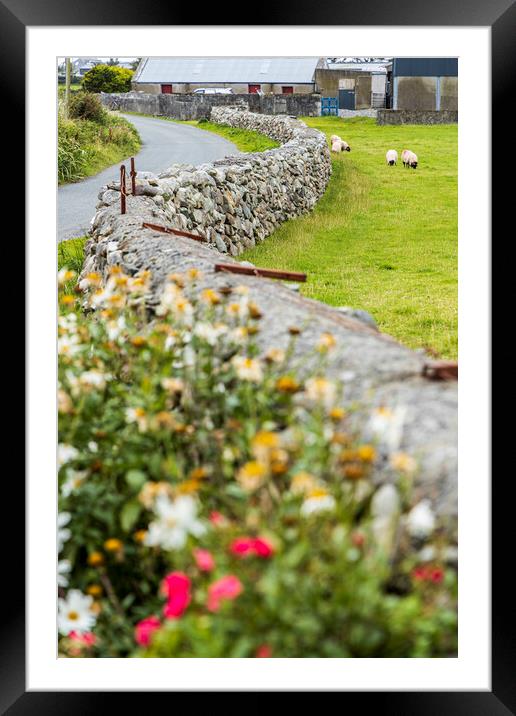 Dry stone wall and sheep, Mayo, Ireland Framed Mounted Print by Phil Crean