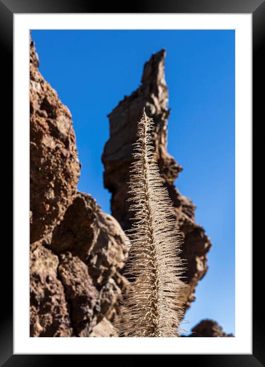 Tajinaste flower skeleton and volcanic rocks, Tenerife Framed Mounted Print by Phil Crean