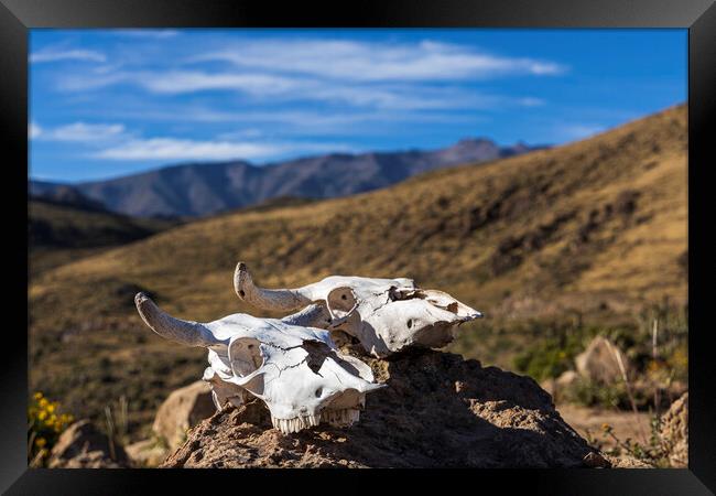 Bleached white cow skulls, Peru Framed Print by Phil Crean