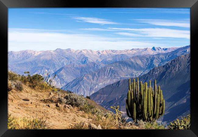 Cactus on the rim of the Colca Canyon, Peru Framed Print by Phil Crean