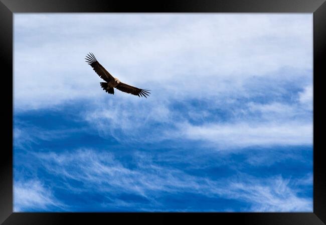 Condor flying high agains the sky, Peru Framed Print by Phil Crean