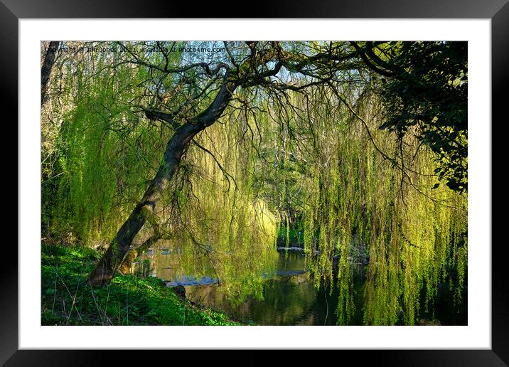 Weeping Willow on the River Blyth Framed Mounted Print by Jim Jones