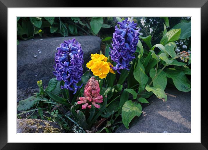 A collection of Spring flowers Framed Mounted Print by Jim Jones
