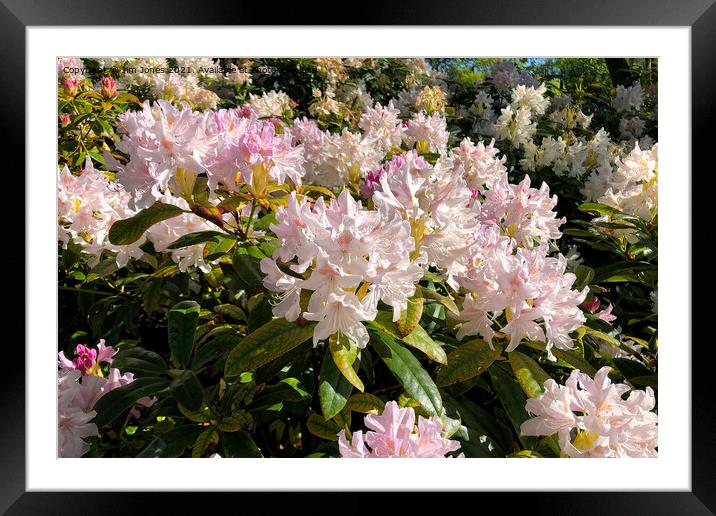 Rhododendron Macro  Framed Mounted Print by Jim Jones