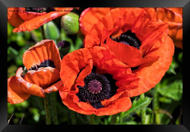 Blood Red Poppies Framed Print by Jim Jones