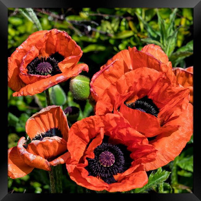 Blood Red Poppies (Square Crop) Framed Print by Jim Jones