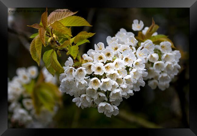 Japanese Cherry blossom in a shaft of light Framed Print by Jim Jones