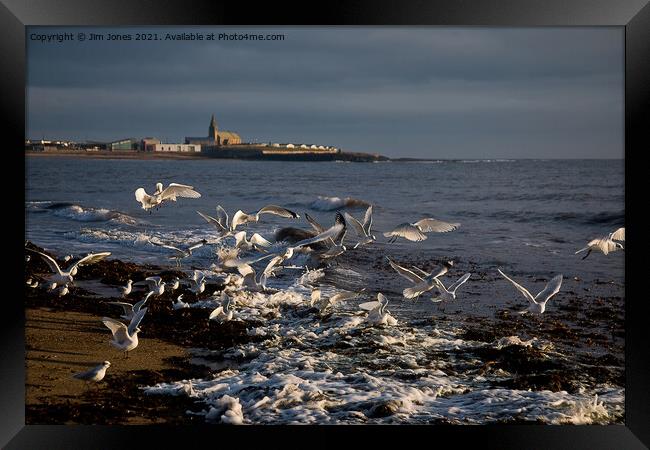 Seagulls feeding amongst the kelp Framed Print by Jim Jones