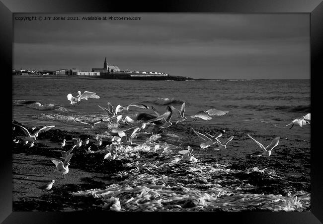 Seagulls feeding amongst the kelp - B&W Framed Print by Jim Jones