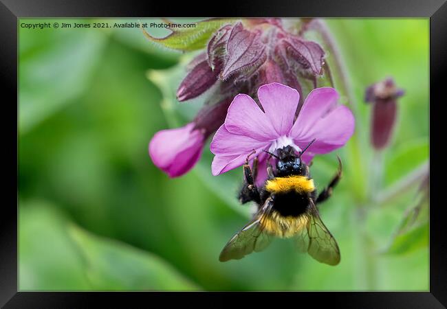 English Wild Flowers - Red Campion with bee Framed Print by Jim Jones