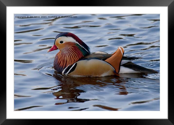 Mandarin duck on the River Wansbeck Framed Mounted Print by Jim Jones