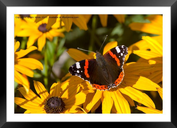  Red Admiral; Yellow Flower Framed Mounted Print by Jim Jones
