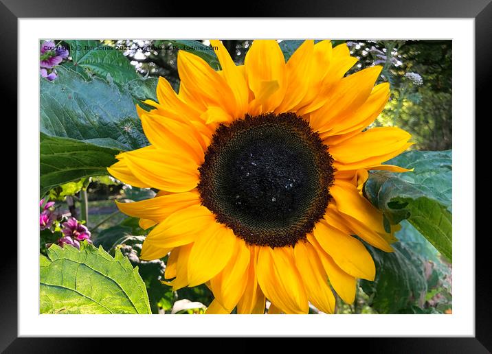 Sunflower macro Framed Mounted Print by Jim Jones