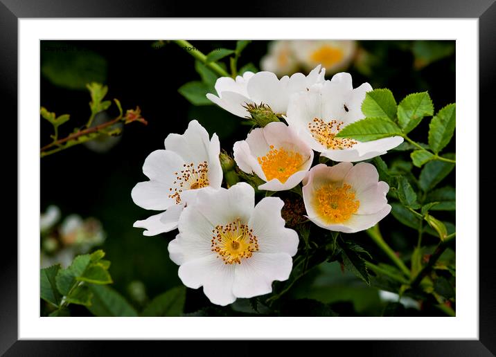 English Wild Flowers - Dog Rose Framed Mounted Print by Jim Jones