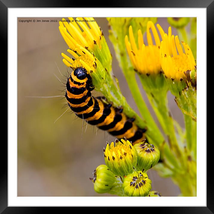 Cinnabar Moth Caterpillar on Ragwort Flowers - Square Crop Framed Mounted Print by Jim Jones