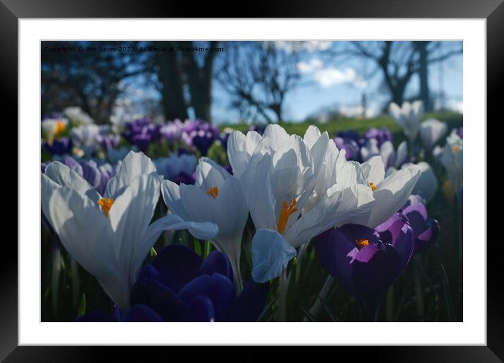 The flowers that bloom in the Spring (tra la!) Framed Mounted Print by Jim Jones