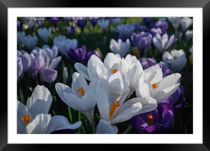 The flowers that bloom in the Spring tra la! (2) Framed Mounted Print by Jim Jones