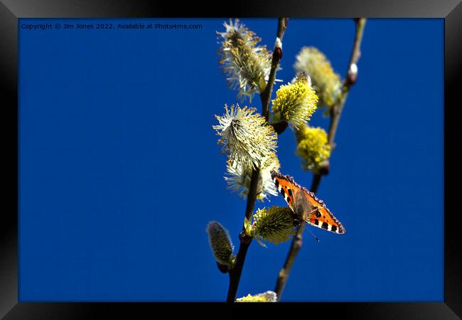 Blue Sky and a Butterfly Framed Print by Jim Jones