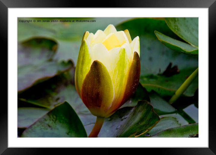 English Wild Flowers - Water Lily Framed Mounted Print by Jim Jones