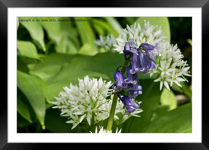 English Wild Flowers - Bluebell and Wild Garlic Framed Mounted Print by Jim Jones