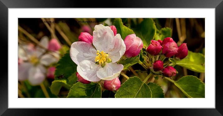 Apple Blossom Panorama Framed Mounted Print by Jim Jones
