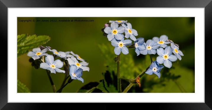 Forget-me-not Panorama Framed Mounted Print by Jim Jones