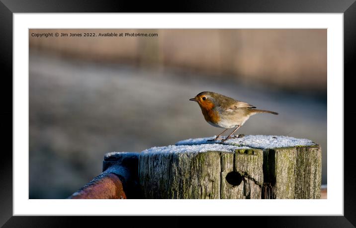 Winter Robin Panorama Framed Mounted Print by Jim Jones