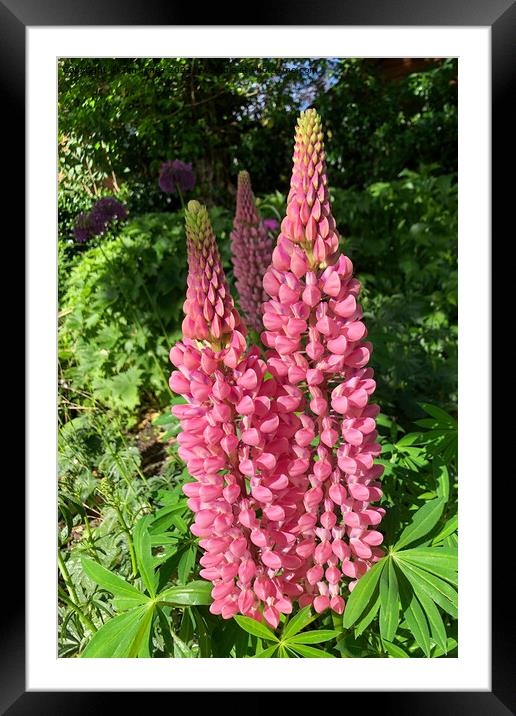 Lupins Framed Mounted Print by Jim Jones