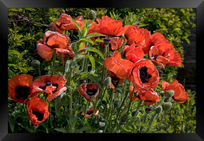 Blood Red Backlit Poppies - rework Framed Print by Jim Jones